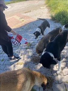 Sokak Hayvanlarına Mama Dağıtma Etkinliği